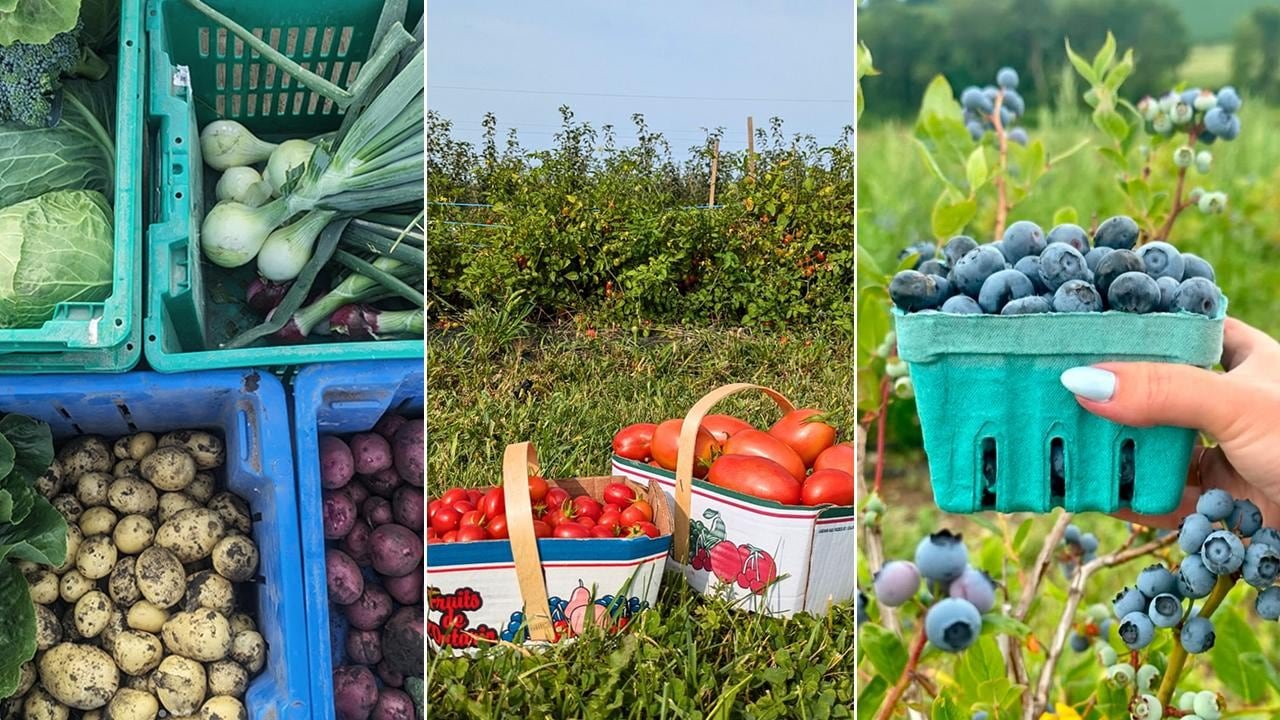 Left: overhead view of crates filled with freshly harvested root vegetables; center: two boxes of tomatoes in a garden setting; right: a hand holding a pint of blueberries in front of blueberry bushes.
